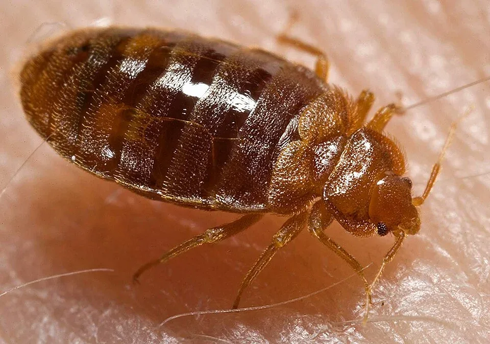 Pest control service